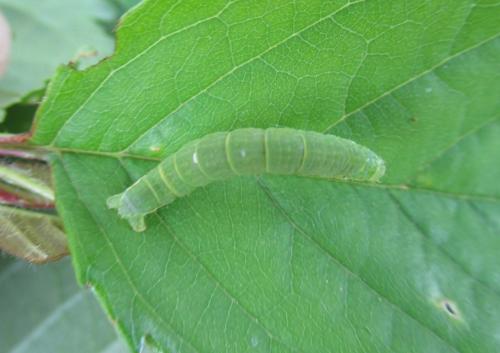 Epirrita sp.